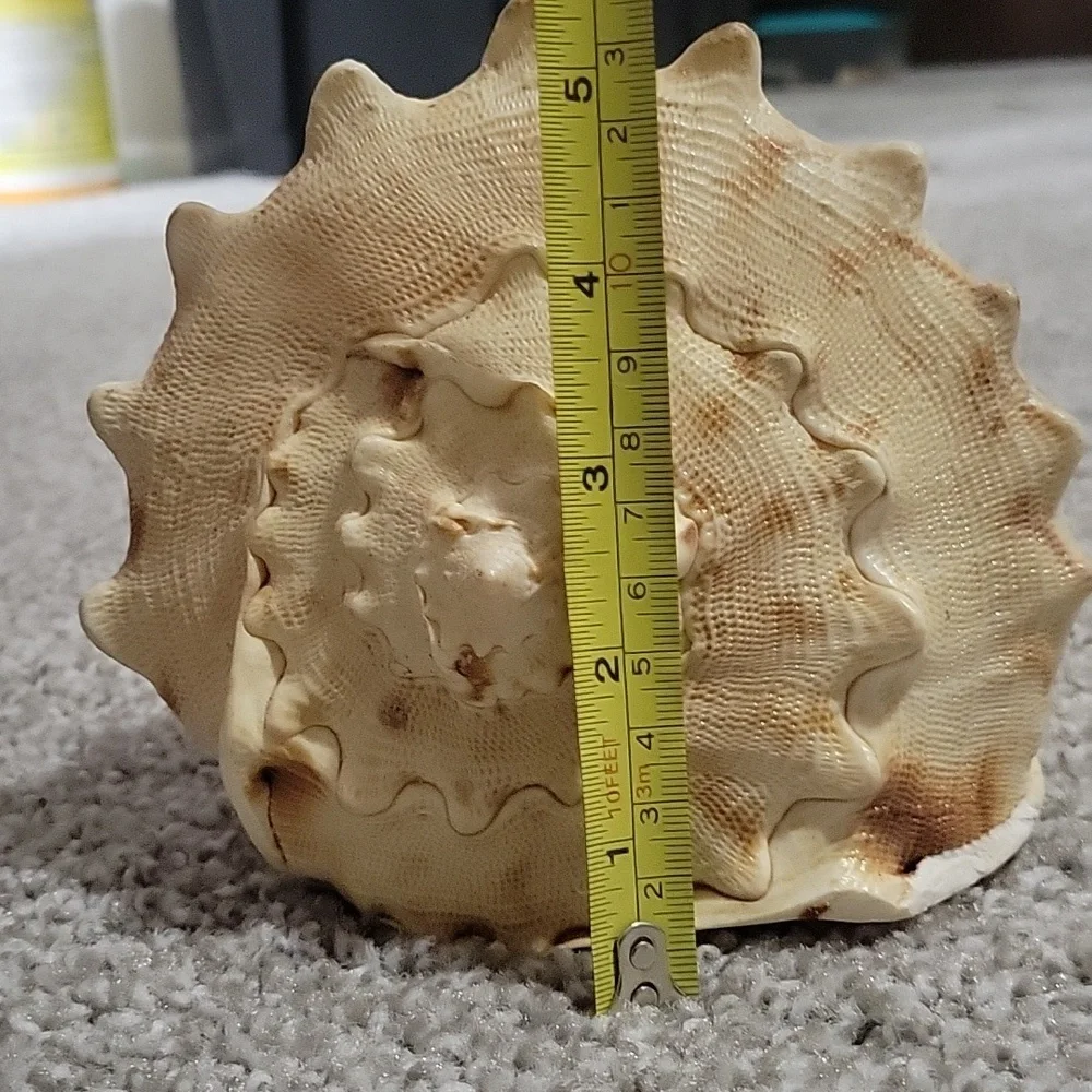 Queen Conch shell - Picture 5 of 8